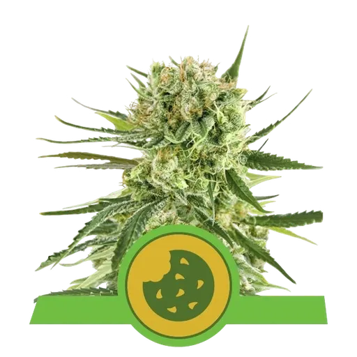 Royal Cookies