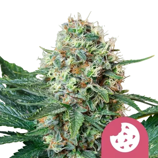 Royal Cookies