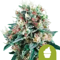 Royal Creamatic Auto