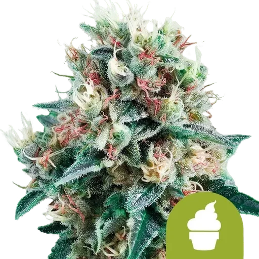 Royal Creamatic Auto