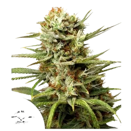 White Widow Auto