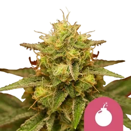 Royal Domina