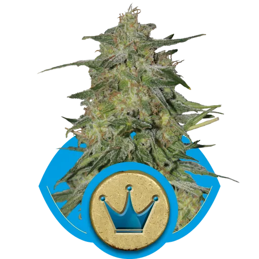 Royal Highness CBD