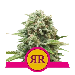 Royal Runtz