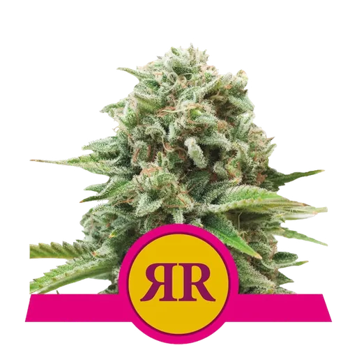 Royal Runtz