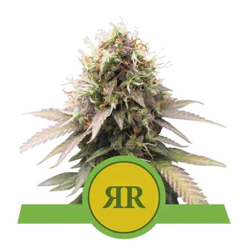 Royal Runtz
