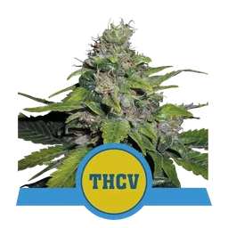 Royal THCV