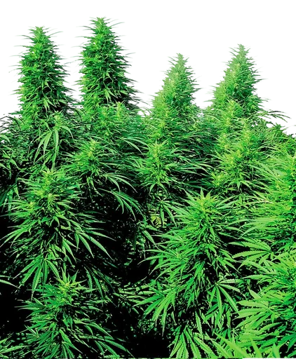 Ruderalis Skunk