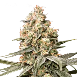Apple Fritter Auto