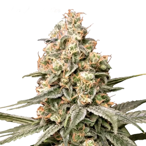 Apple Fritter Auto