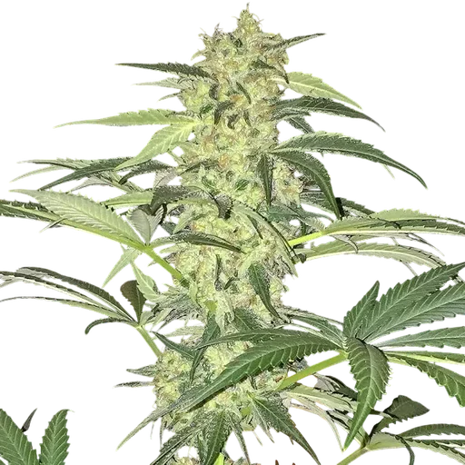 S.A.G.E. CBD