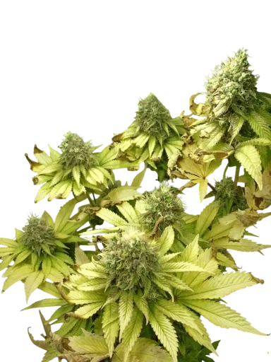 Sage n Sour