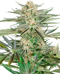 Screwdriver OG
