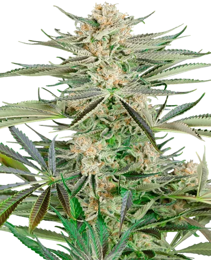 Screwdriver OG