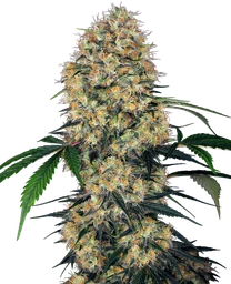 Sensi Amnesia XXL Auto