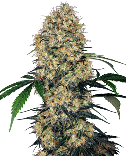 Sensi Amnesia XXL Auto