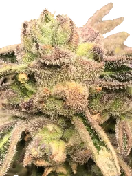 Apple Fritter S1