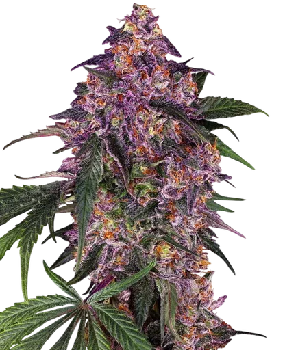Sensi Purple Kush