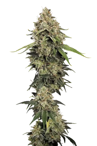 Sensi Star