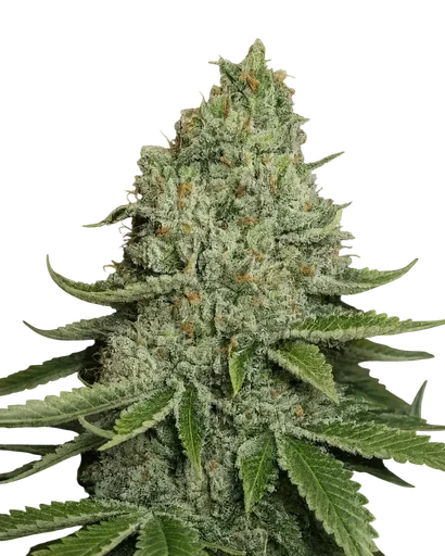 SFV OG Kush