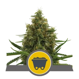 Shining Silver Haze