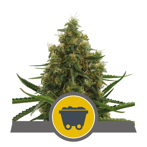 Shining Silver Haze