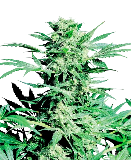 Shiva Skunk