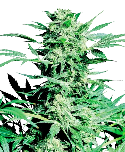 Shiva Skunk