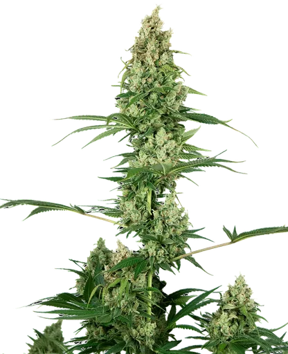 Silver Fire