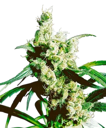 Silver Haze