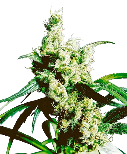 Silver Haze