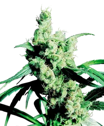 Silver Haze