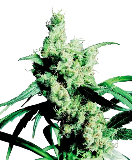 Silver Haze