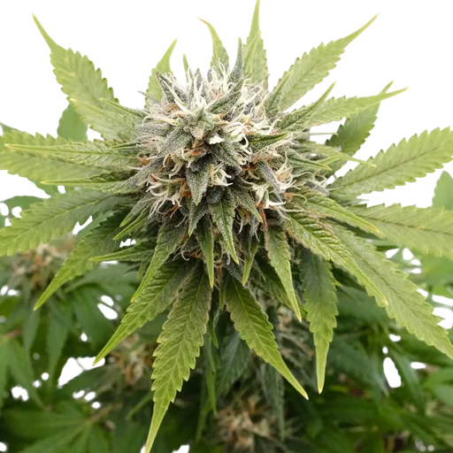 Silver Widow