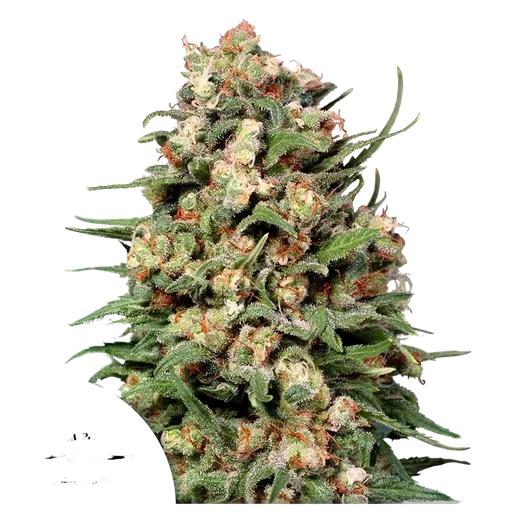 Skunk #1