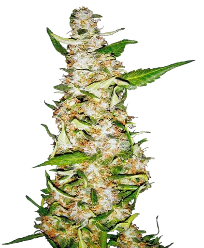Skunk #1 Auto
