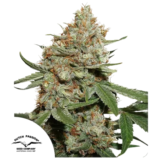 Skunk #11
