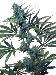 Skunk Haze