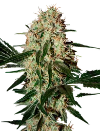 Arjans Haze #3