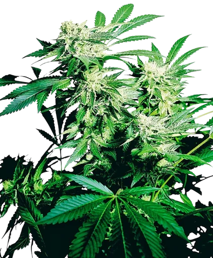 Skunk Kush