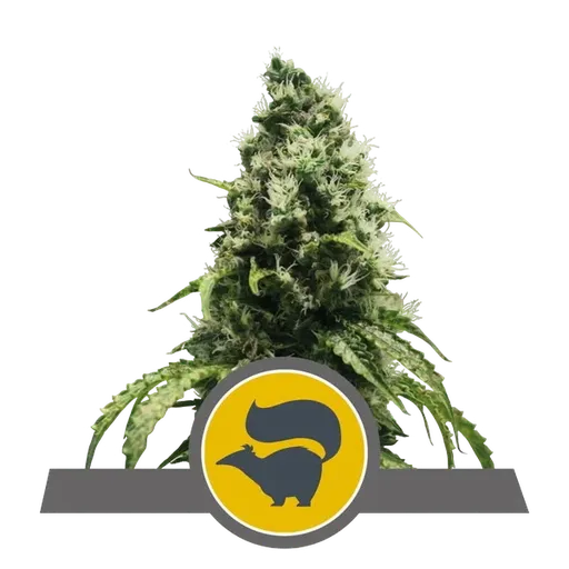Skunk XL