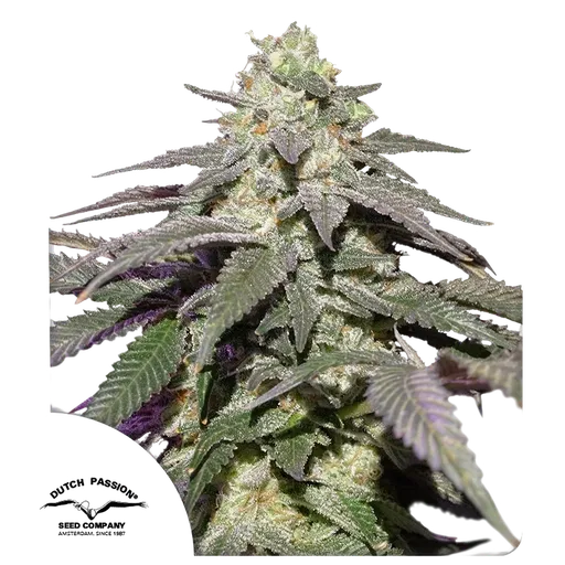 Skywalker Haze