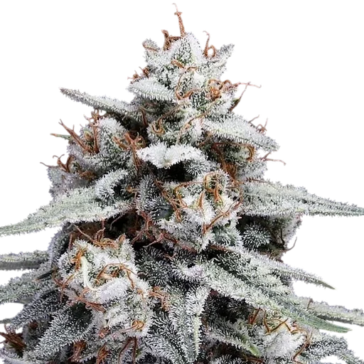 Skywalker Kush Auto