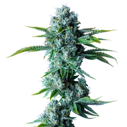 Skywalker Kush