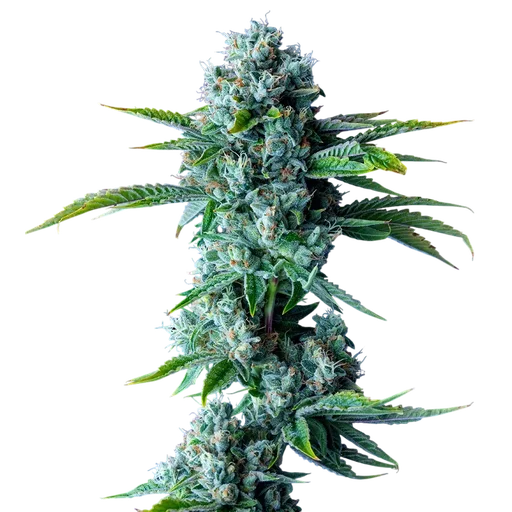 Skywalker Kush