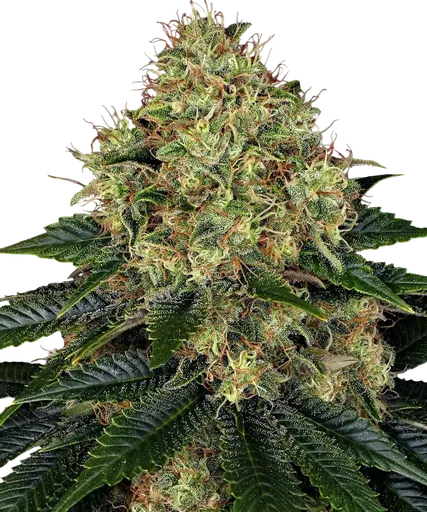 Skywalker OG Auto