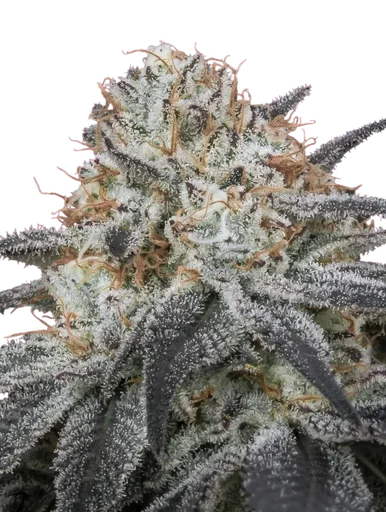 Slurricane Auto