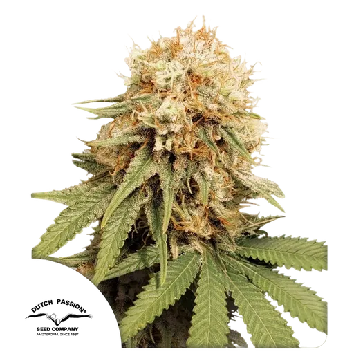 White Widow