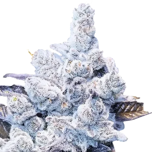 Slurricane #7 S1