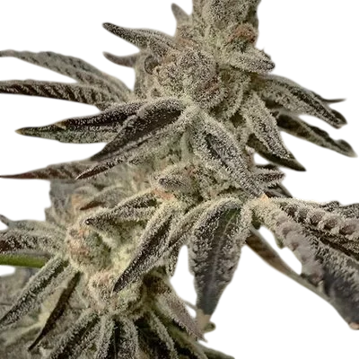 Slurricane IX